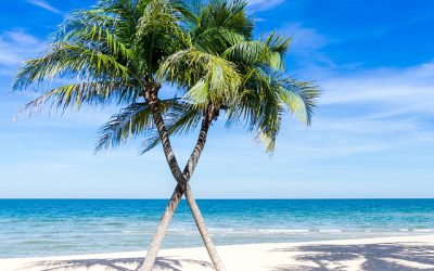 Stappenplan voor het verzorgen van een palmboom